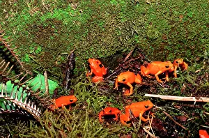 Aurantiaca: Golden Mantella FROG - gathering on breeding grounds