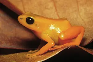 Aurantiaca: Golden Mantella Frog (Mantella aurantiaca)