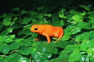 Aurantiaca: Golden MANTELLA FROG - Orange
