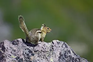 Saturatus: Golden-mantled Ground Squirrel