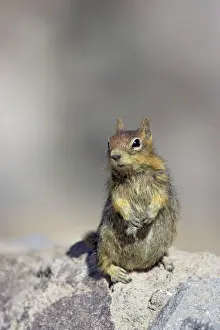Saturatus: Golden-mantled Ground Squirrel