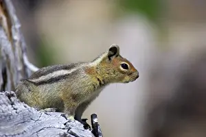 Saturatus: Golden-mantled Ground Squirrel