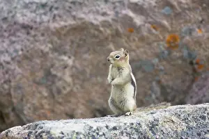 Saturatus: Golden Mantled Ground Squirrel