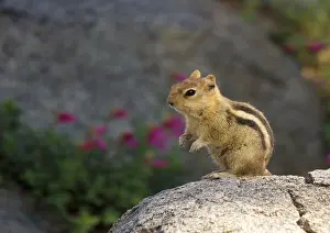 Lateralis: Golden-mantled Ground Squirrel