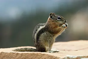 Lateralis: Golden-mantled Ground Squirrel