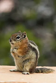 Lateralis: Golden-mantled Ground Squirrel