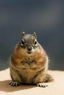 Lateralis: Golden-mantled Ground Squirrel