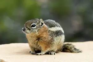 Lateralis: Golden-mantled Ground Squirrel