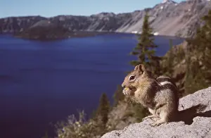 Crater: Golden Mantled Ground Squirrel
