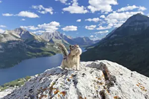 Lateralis: Golden-mantled Ground Squirrel adult on rock