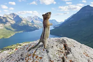Lateralis: Golden-mantled Ground Squirrel adult on rock