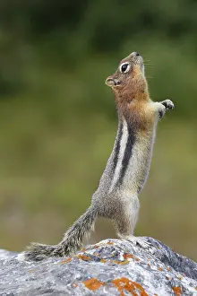 Lateralis: Golden-mantled Ground Squirrel adult on rock