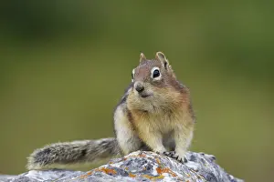 Lateralis: Golden-mantled Ground Squirrel adult on rock