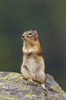Lateralis: Golden-mantled Ground Squirrel adult on rock