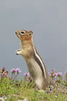 Lateralis: Golden-mantled Ground Squirrel adult standing