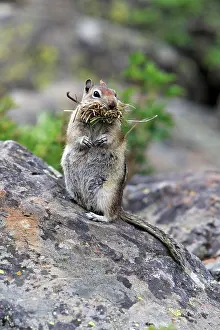 Mantled: Golden-mantled Ground Squirrel - on boulder with