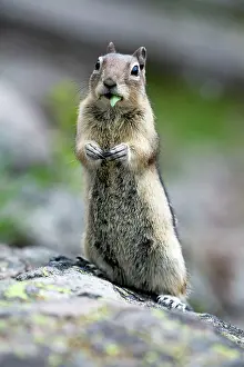 Mantled: Golden-mantled Ground Squirrel - on boulder Yellowstone