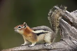 Cheek: Golden-mantled Ground Squirrel - with cheek pouches