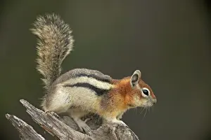 Pouches: Golden-mantled Ground Squirrel - with cheek pouches