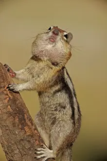 Pouches: Golden-mantled Ground Squirrel - with cheek pouches