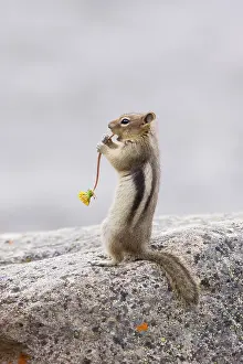 Saturatus: Golden Mantled Ground Squirrel - eating Dandelion flower