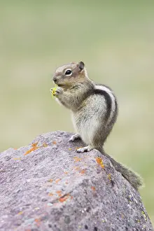 Saturatus: Golden Mantled Ground Squirrel - eating Dandelion flower