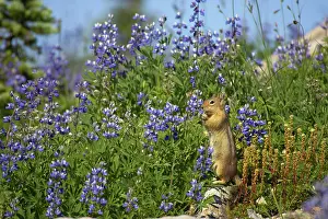 Lupins: Golden-mantled Ground Squirrel - eating Lupin