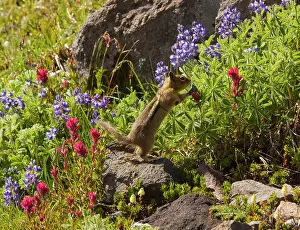Lateralis: Golden-mantled Ground Squirrel - feeding among