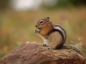 Lateralis: Golden-mantled Ground Squirrel - feeding