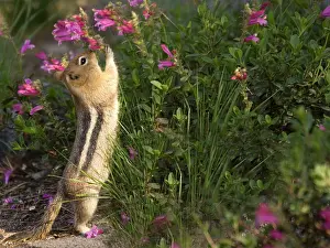 Lateralis: Golden-mantled Ground Squirrel - reaching up to