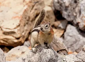 Lateralis: Golden-mantled Ground Squirrel - in the Rockies