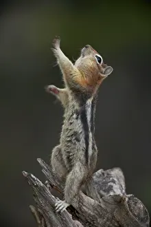 Pouches: Golden-mantled Ground Squirrel - standing on hind