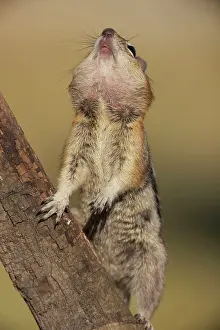 Pouches: Golden-mantled Ground Squirrel - standing on hind