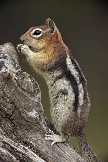 Pouches: Golden-mantled Ground Squirrel - standing on hind