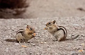 Lateralis: Golden-mantled Ground Squirrels - feeding on scraps