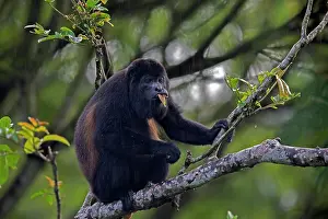 Honduras: Golden-mantled Howler Monkey feeding