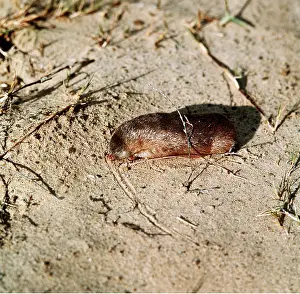 Moles: GOLDEN MOLE