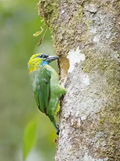 Hole: Golden Naped Barbet excavating nest hole Megalai