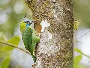 Hole: Golden Naped Barbet excavating nest hole Megalai