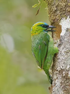 Hole: Golden Naped Barbet excavating nest hole Megalai
