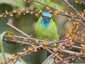 Naped: Golden Naped Barbet feeding on berries Megalaima