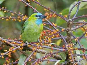 Naped: Golden Naped Barbet feeding on berries Megalaima