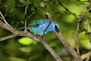 Naped: Golden-naped Tanager