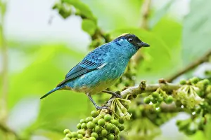 Naped: Golden-naped Tanager
