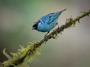 Shade: Golden-naped Tanager (Chalcothraupis ruficervix), Ecuador