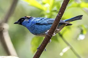 Tanager: Golden-naped tanager (Chalcothraupis ruficervix), Mindo