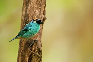 Naped: Golden-naped Tanager (Tangara ruficervix)