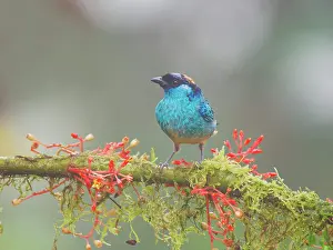 Naped: Golden Naped Tanager Tangara ruficervix Ecuador