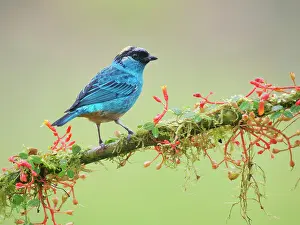 Naped: Golden Naped Tanager Tangara ruficervix Ecuador