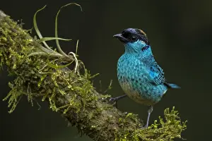 Naped: Golden-naped Tanager (Tangara ruficervix) Valle